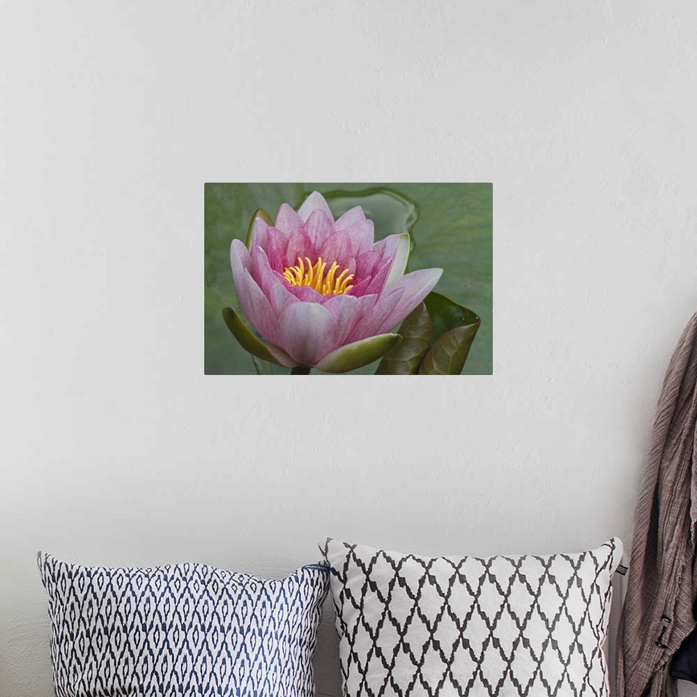 A bohemian room featuring Amazon Water Lily (Victoria amazonica) flower, Netherlands