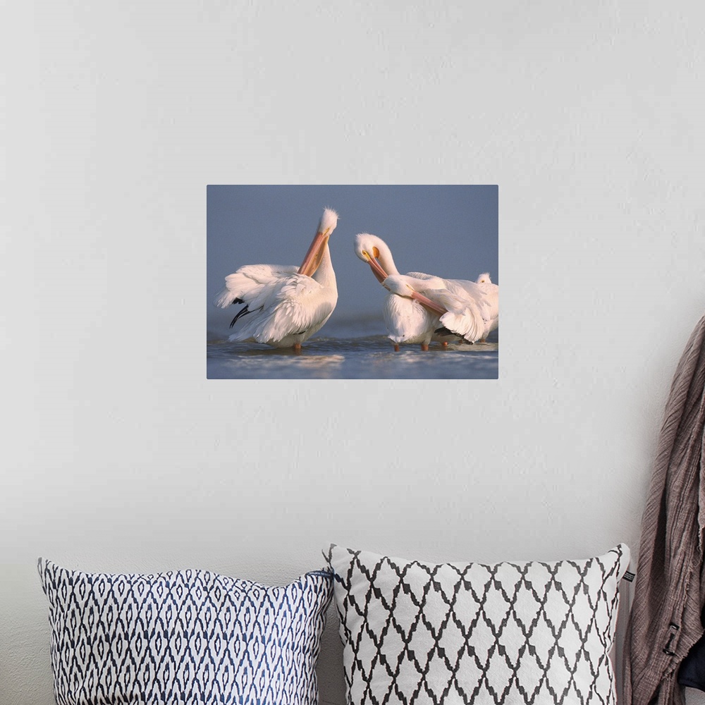 A bohemian room featuring American White Pelican pair preening in shallow water, Texas Coast, Texas