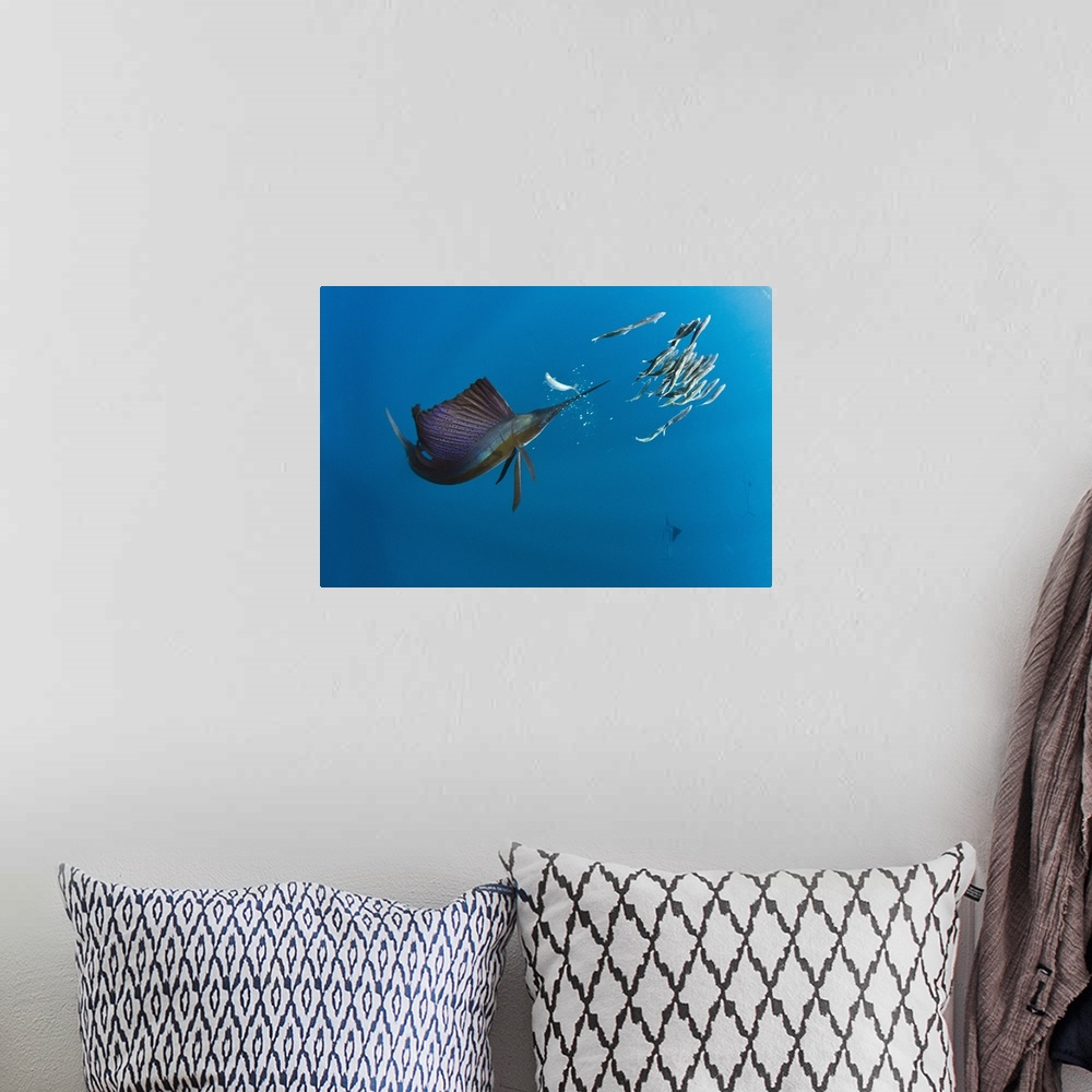 A bohemian room featuring Atlantic Sailfish (Istiophorus albicans) hunting SardinesIsla MujeresMEXICORANGE: Atlantic Oceans