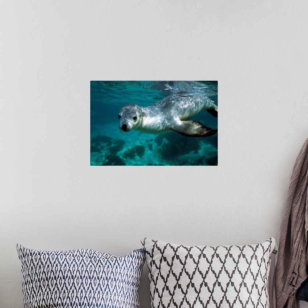 A bohemian room featuring Australian Sea Lion (Neophoca cinerea) underwater portrait, South Australia
