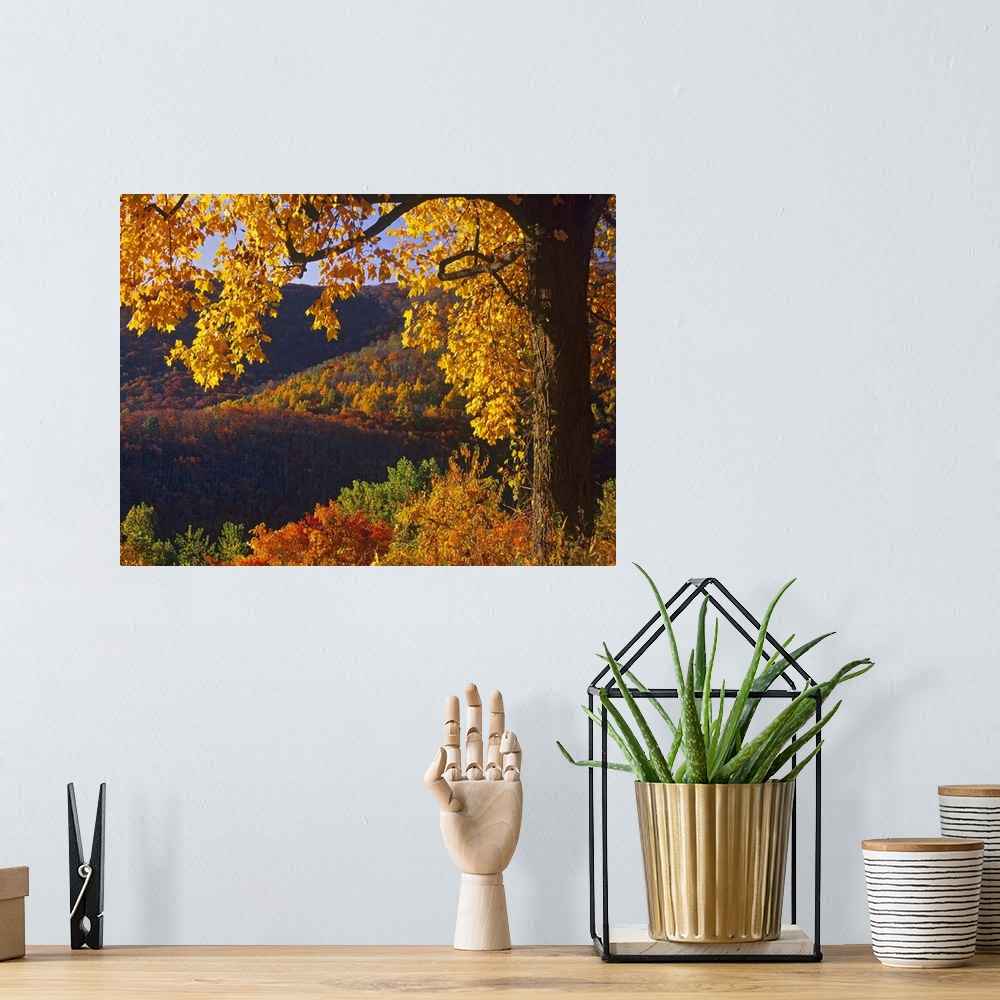 A bohemian room featuring Autumn deciduous forest, Shenandoah National Park, Virginia