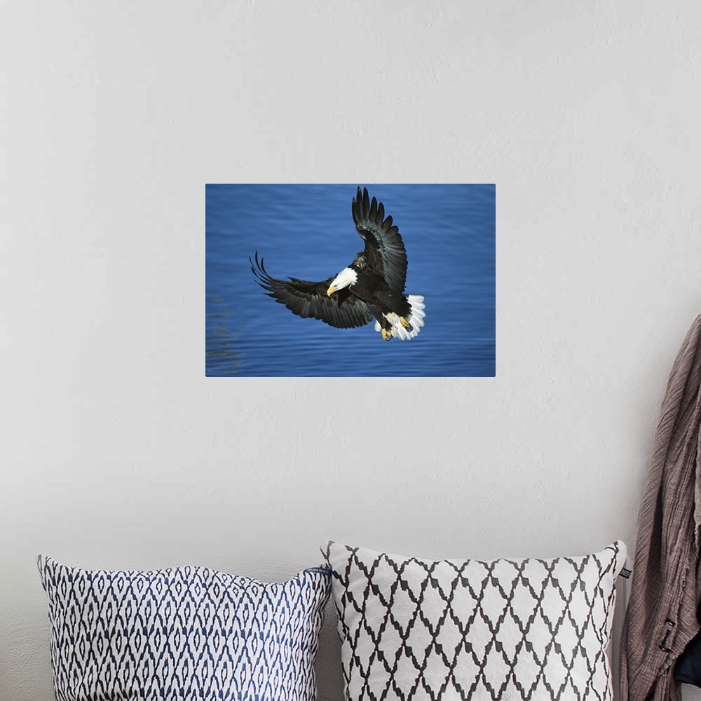 A bohemian room featuring Bald Eagle (Haliaeetus leucocephalus) flying over water, Kenai Peninsula, Alaska