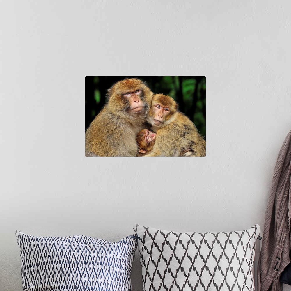 A bohemian room featuring Barbary Macaque / Common Macaque - with baby - Affenberg Salem - Germany - originally from Morocco