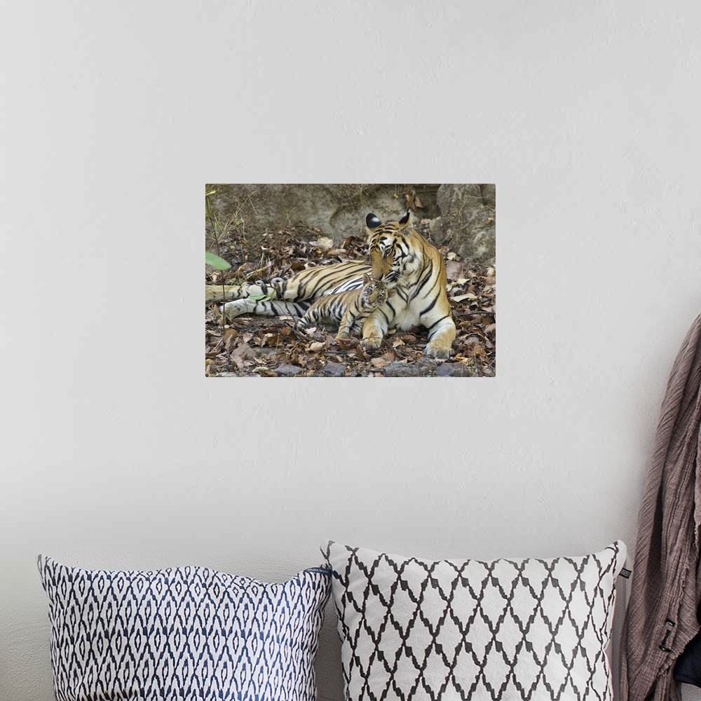 A bohemian room featuring Bengal Tiger.Panthera tigris .Mother and eight week old cub at den .Bandhavgarh National Park, In...