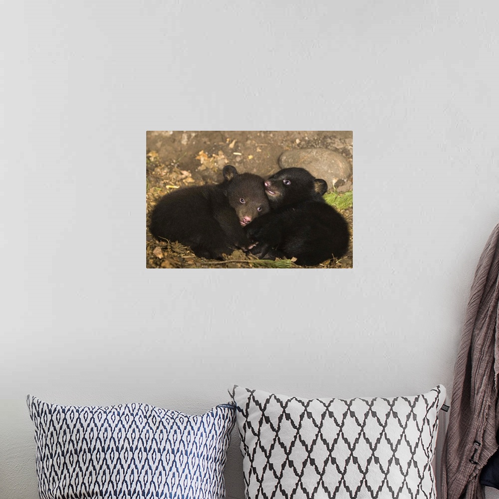 A bohemian room featuring Black BearUrsus americanus7 week old cubs playing in denOne cub shows brown color phase while the...