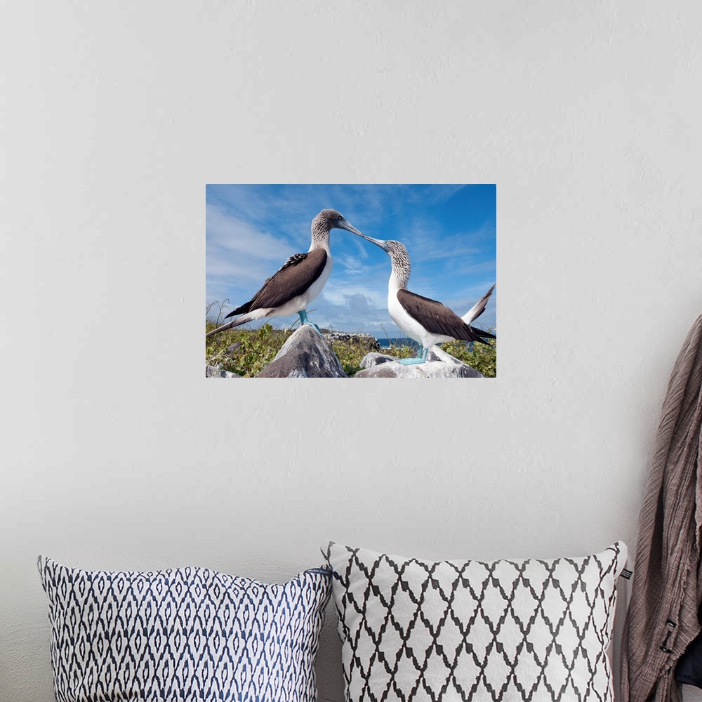 A bohemian room featuring Blue-footed Booby pair in courtship dance, Galapagos Islands, Ecuador.