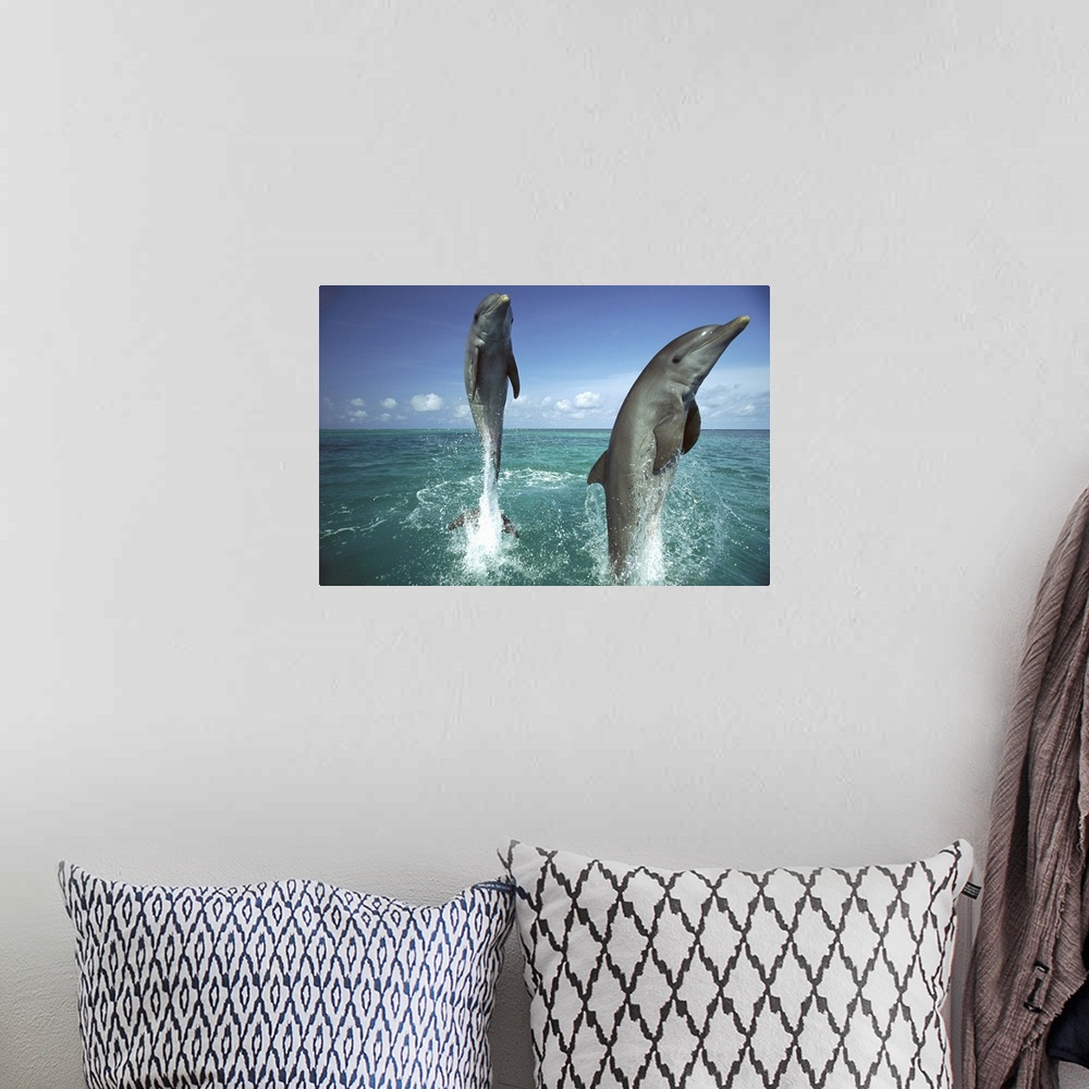 A bohemian room featuring Bottlenose Dolphin (Tursiops truncatus) pair leaping from water, Caribbean