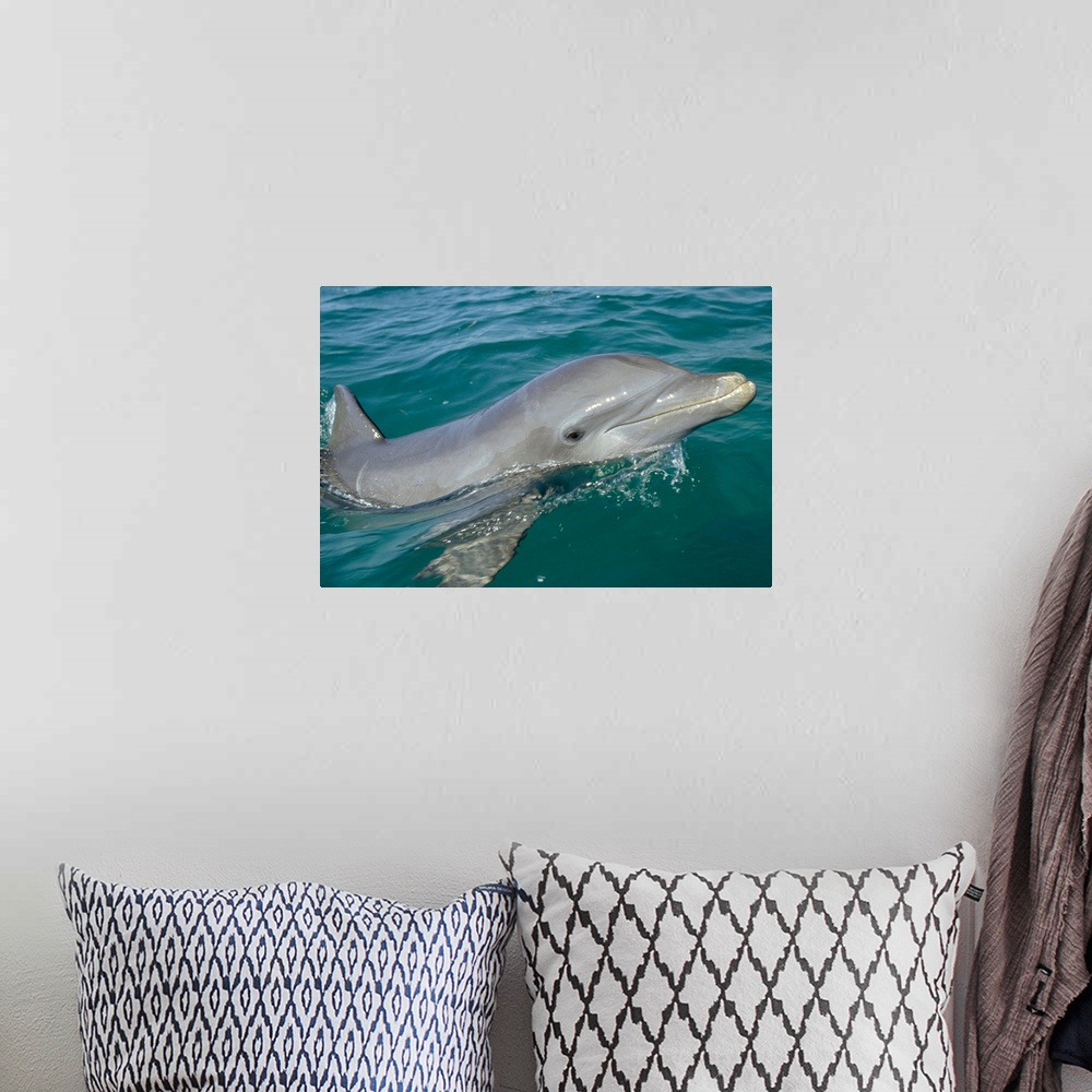 A bohemian room featuring Bottlenose Dolphin (Tursiops truncatus) portrait, Honduras