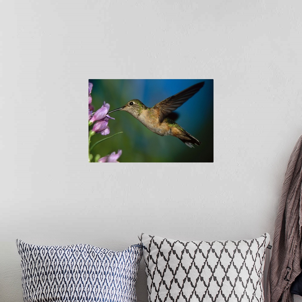 A bohemian room featuring Broad-tailed Hummingbird feeding on the nectar of a Desert Penstemon flower