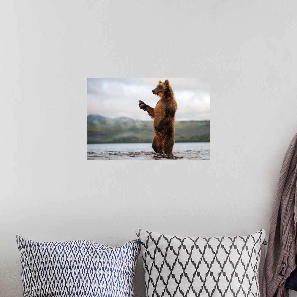 A bohemian room featuring Brown Bear standing in river, Kamchatka, Russia