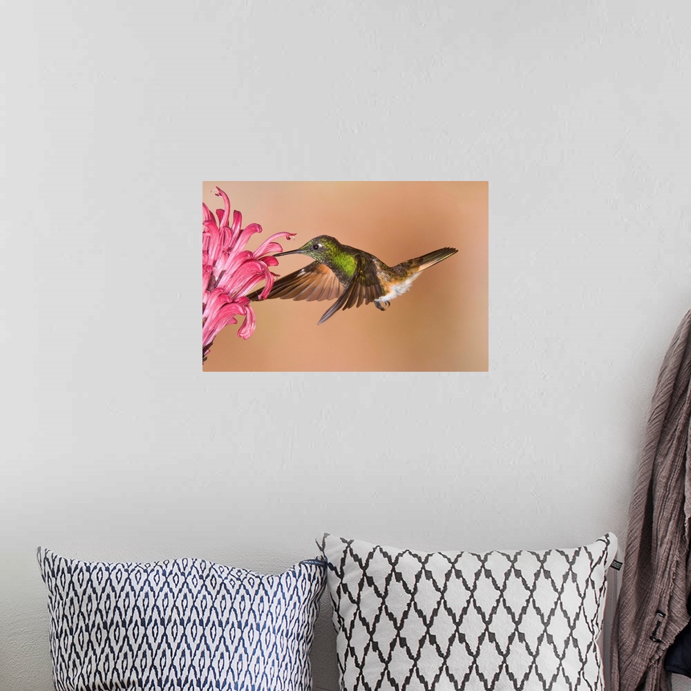 A bohemian room featuring Buff-tailed Coronet hummingbird feeding on flower nectar, Ecuador