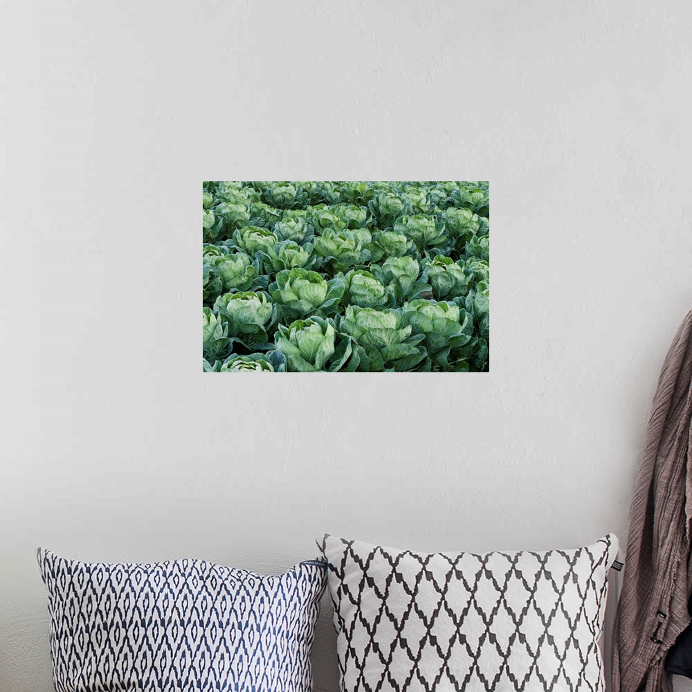 A bohemian room featuring Cabbage field, Santa Cruz, Monterey Bay, California
