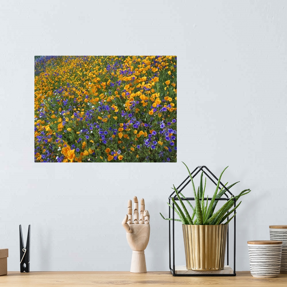 A bohemian room featuring California Poppy and Desert Bluebell flowers, Antelope Valley, California