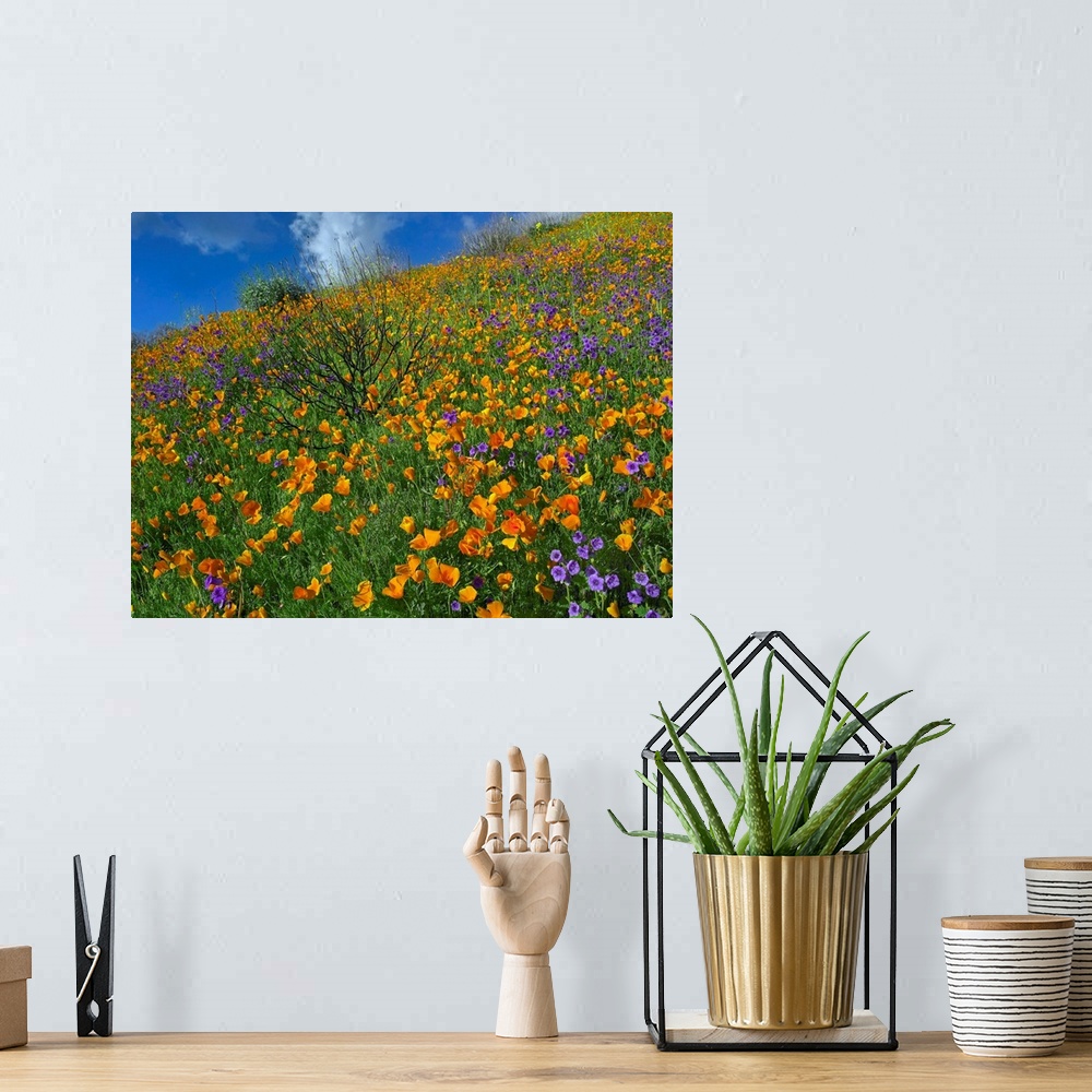 A bohemian room featuring California Poppy and Desert Bluebells carpeting a spring hillside, California