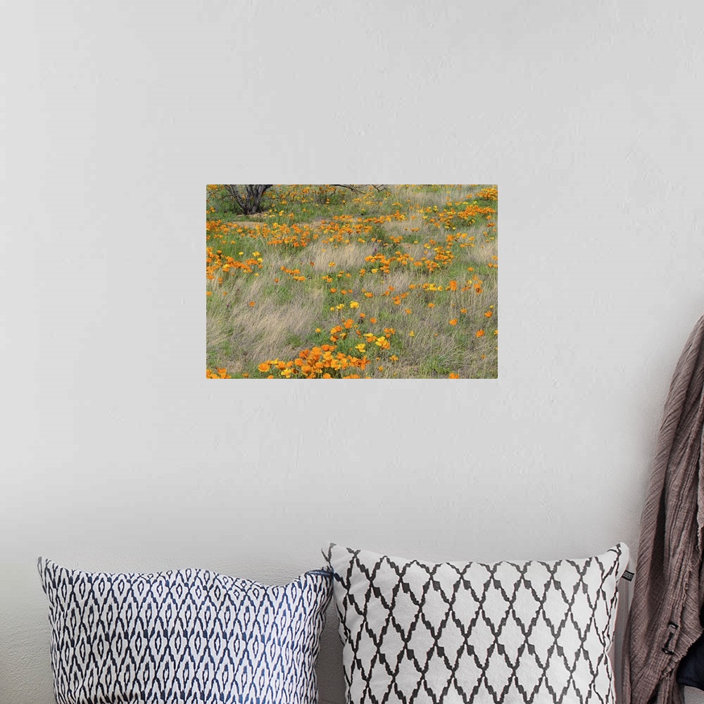 A bohemian room featuring California Poppy meadow with grasses, California