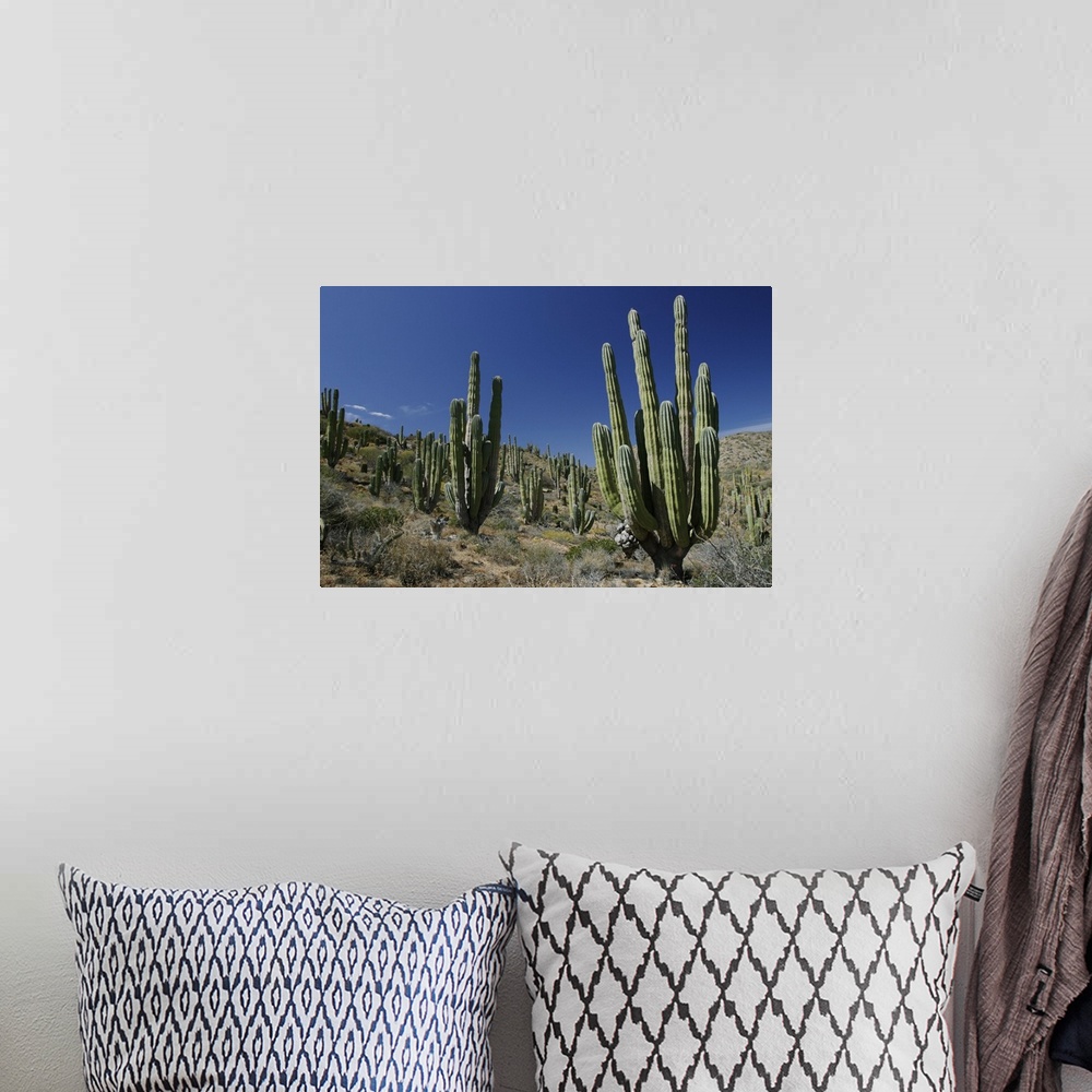 A bohemian room featuring Cardon (Pachycereus pringlei) cacti in desert landscape, Santa Catalina Island, Mexico