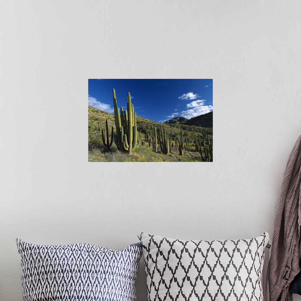 A bohemian room featuring Cardon (Pachycereus pringlei) cactii in desert landscape, Baja California, Mexico