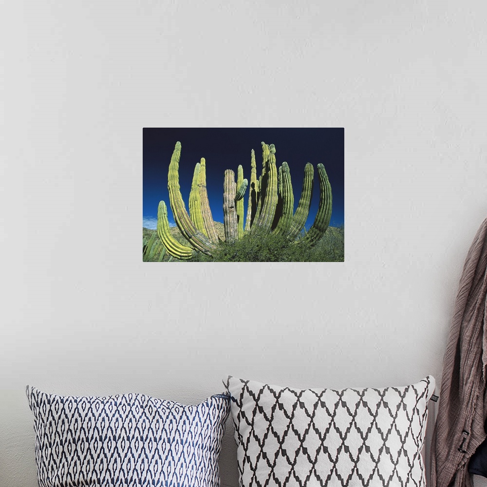 A bohemian room featuring Cardon (Pachycereus pringlei) cactus, Baja California, Mexico