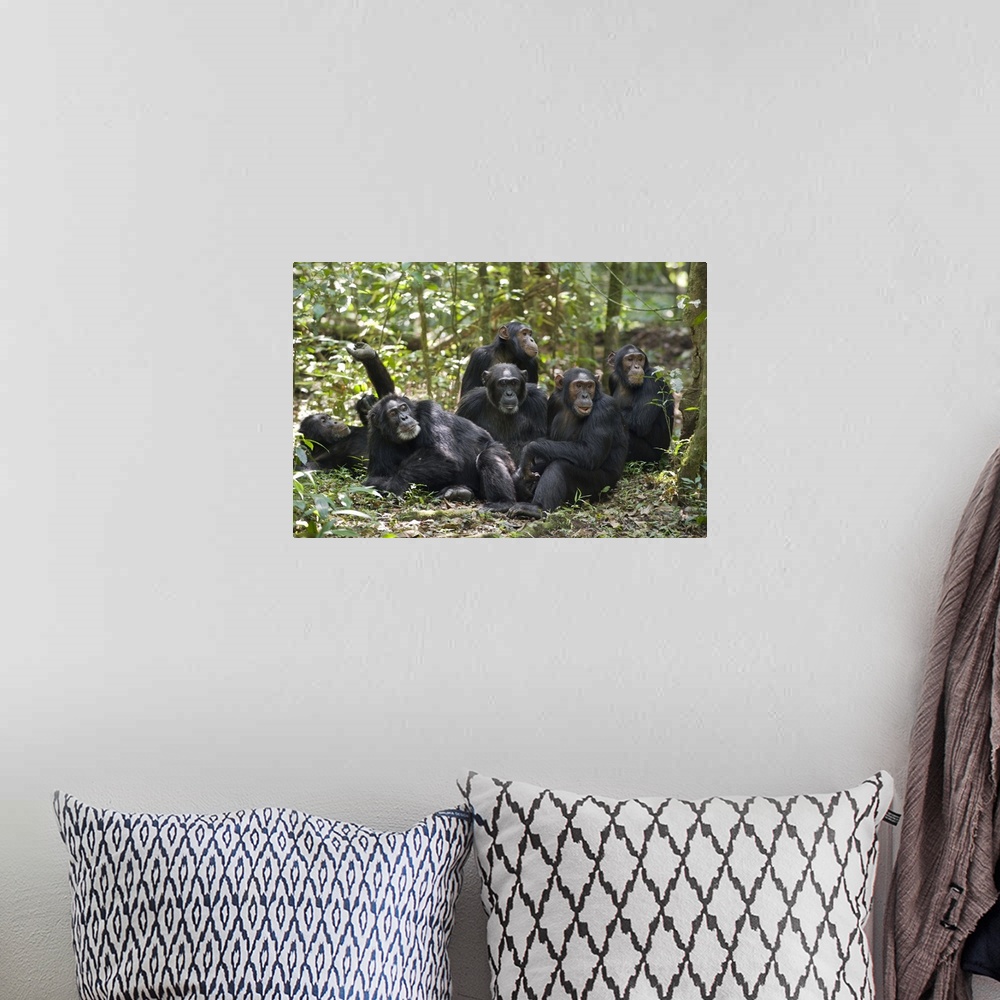 A bohemian room featuring Chimpanzee group resting on forest floor, western Uganda
