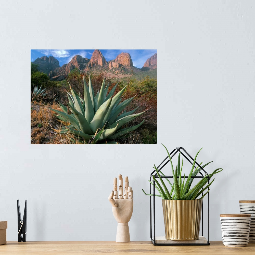 A bohemian room featuring Chisos Agave (Agave havardiana) and the Chisos Mountains, Big Bend National Park, Texas