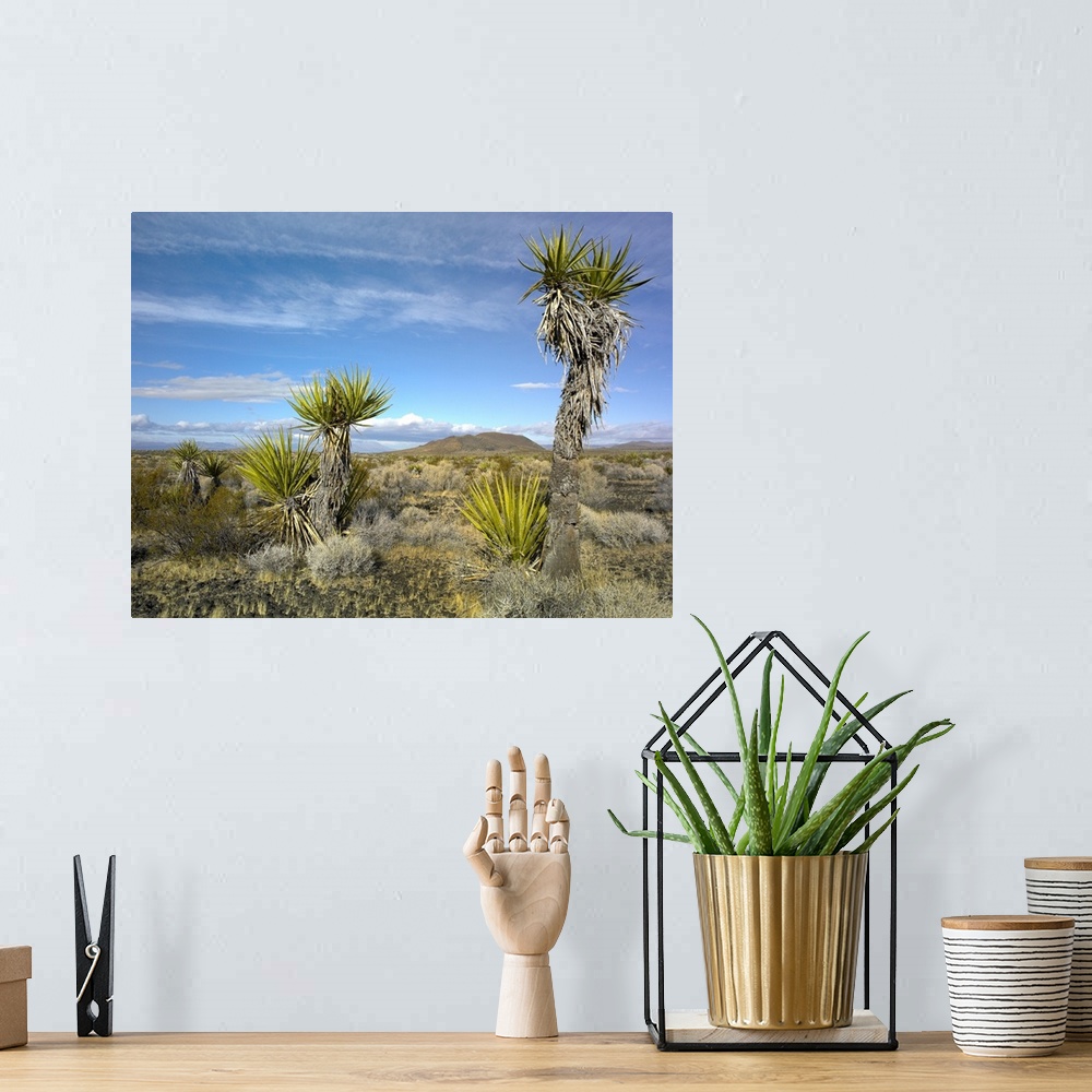 A bohemian room featuring Cinder Cones and Joshua Trees, Mojave National Preserve, California