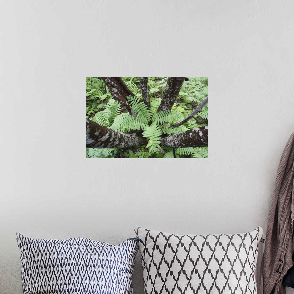 A bohemian room featuring cinnamon ferns Osmunda cinnamomea