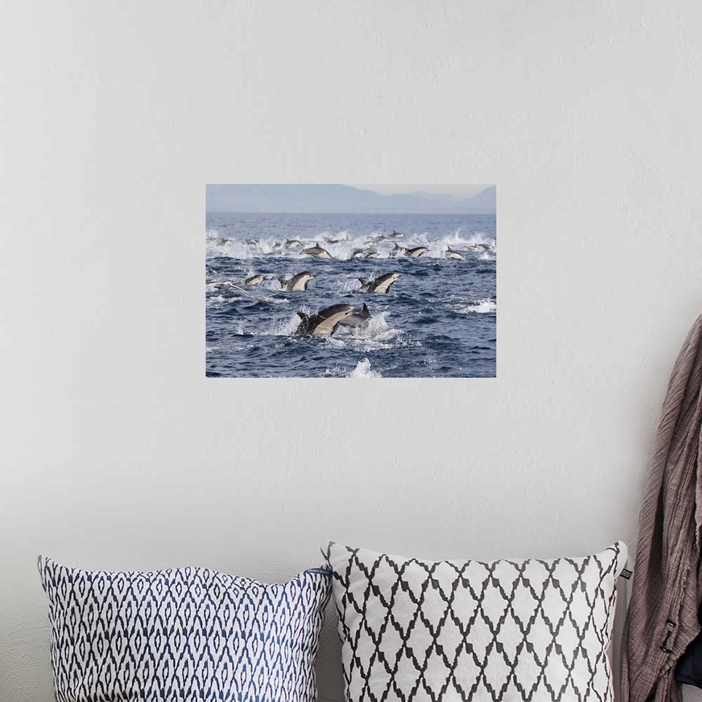 A bohemian room featuring Common Dolphin pod surfacing, San Diego, California.