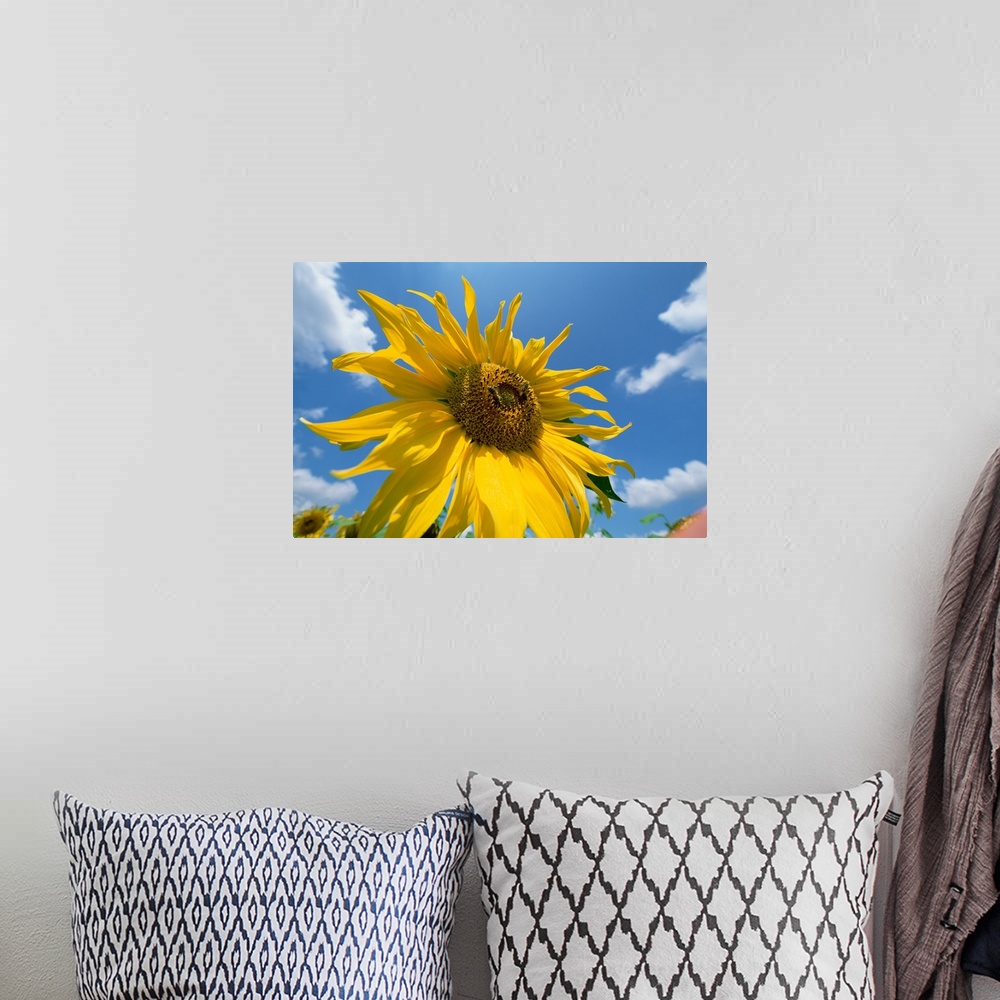 A bohemian room featuring Common Sunflower (Helianthus annuus) with blue sky and clouds