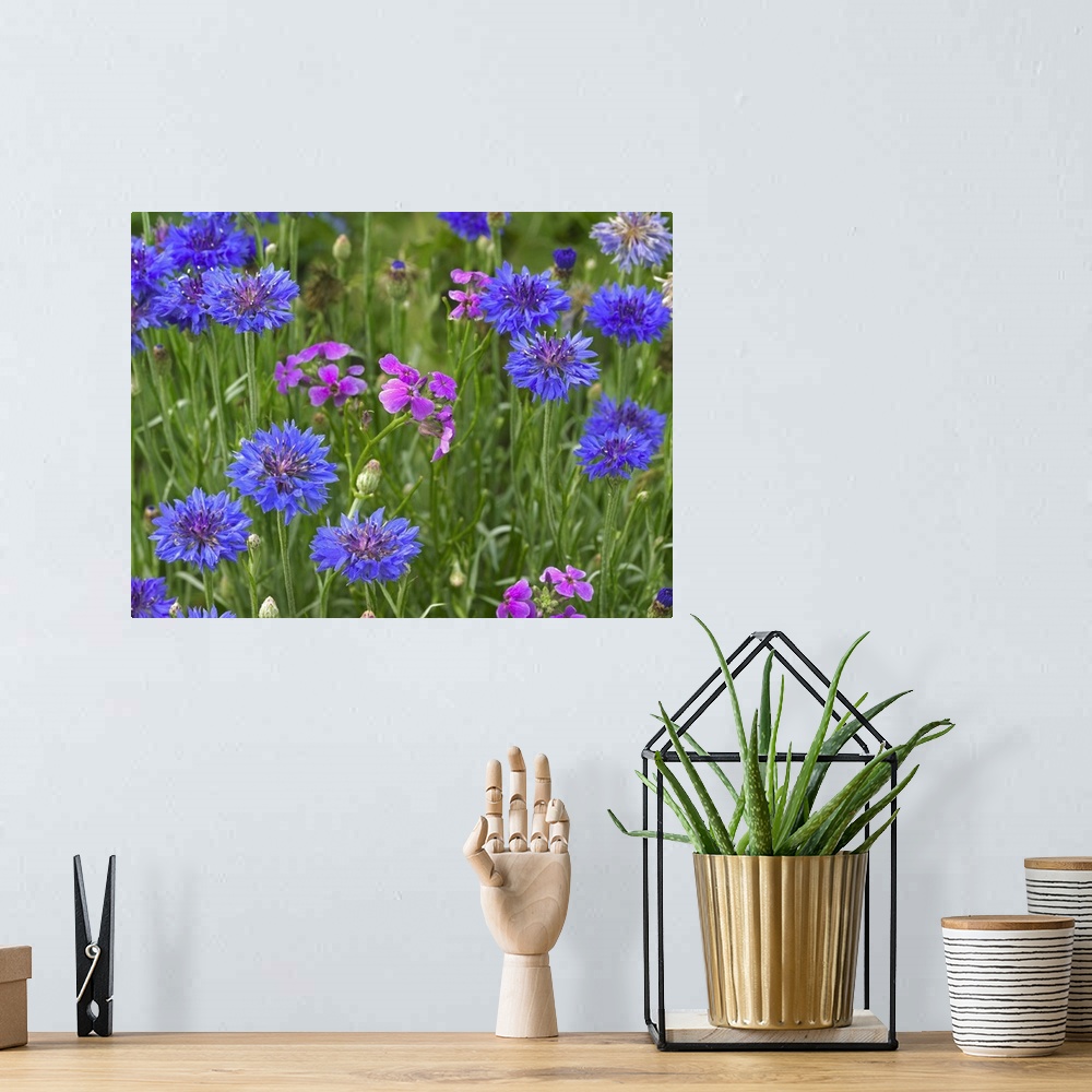 A bohemian room featuring Cornflower and Pointed Phlox blooming in grassy field, North America