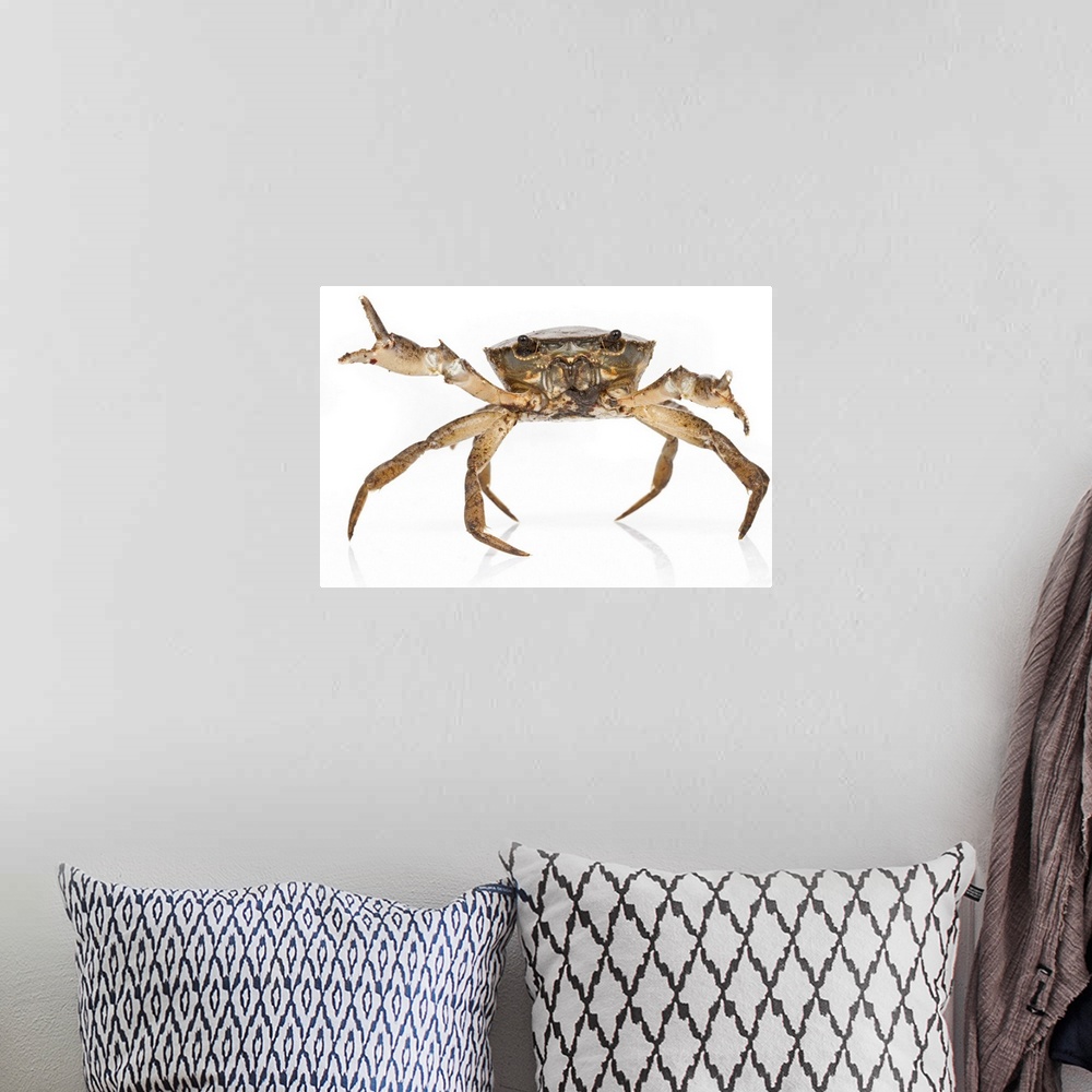 A bohemian room featuring A freshwater crab (Trichodactylidae) from Suriname