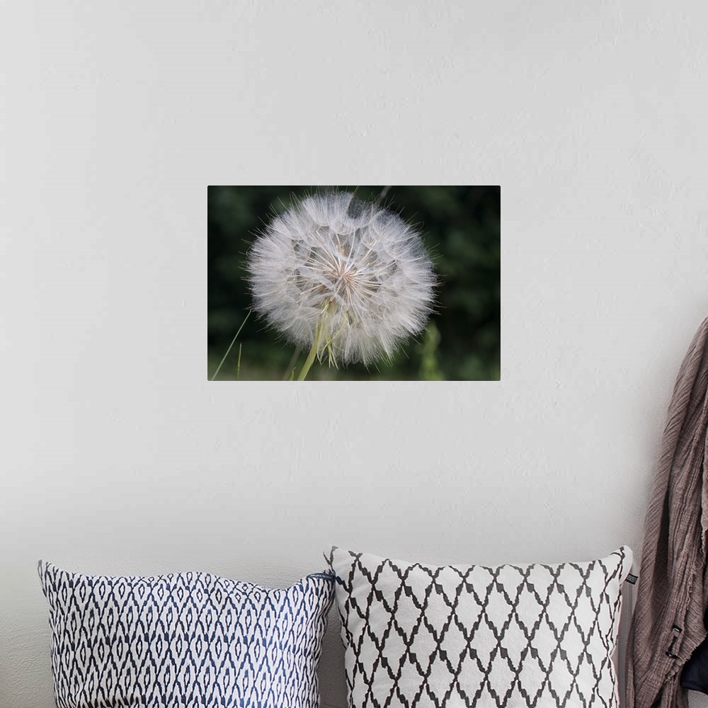 A bohemian room featuring Dandelion seed head, Spruce Woods Provincial Park, Manitoba, Canada