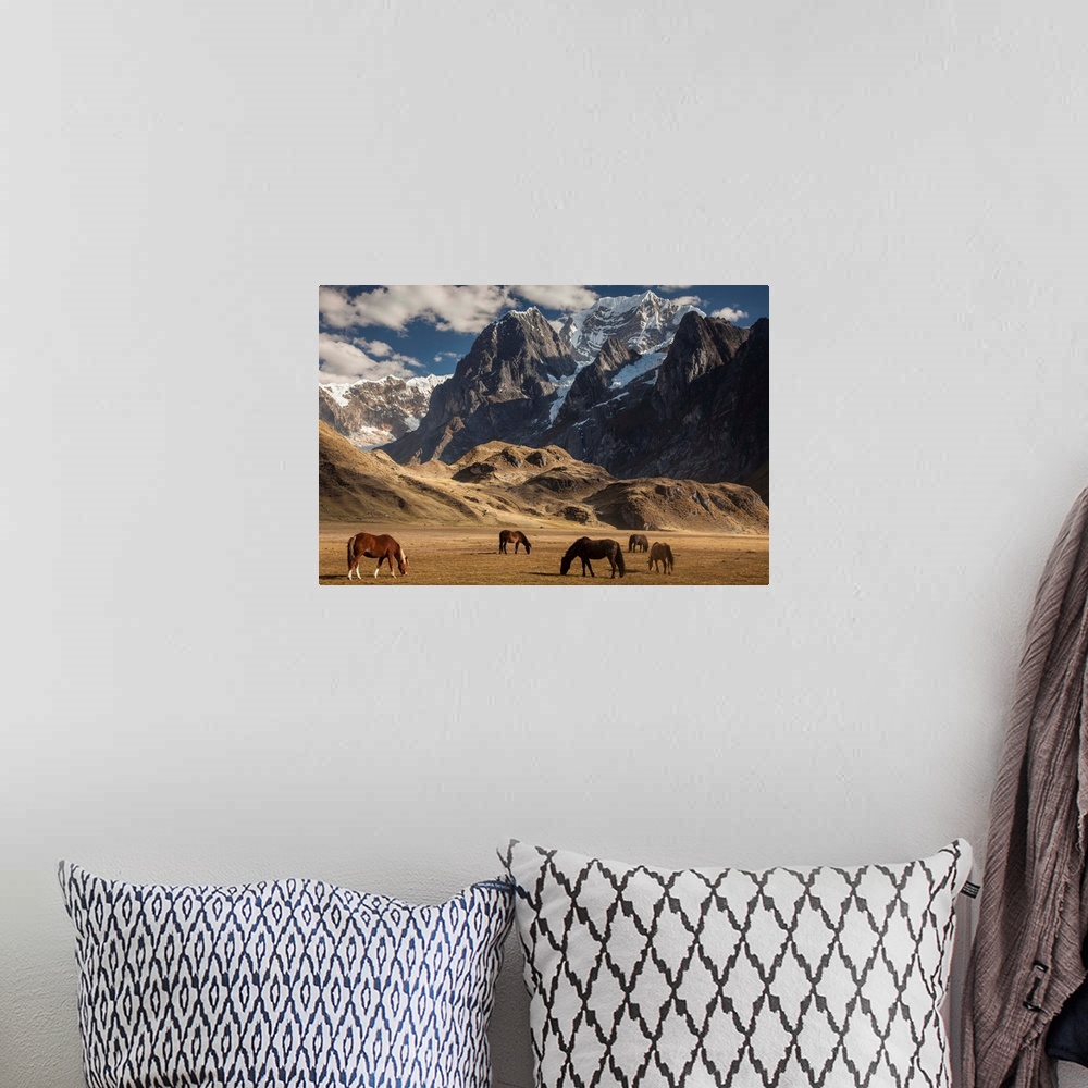 A bohemian room featuring Carhuacocha lake, horses grazing under Siula Grande 6265 metres, Andes mountains, Cordillera Huay...