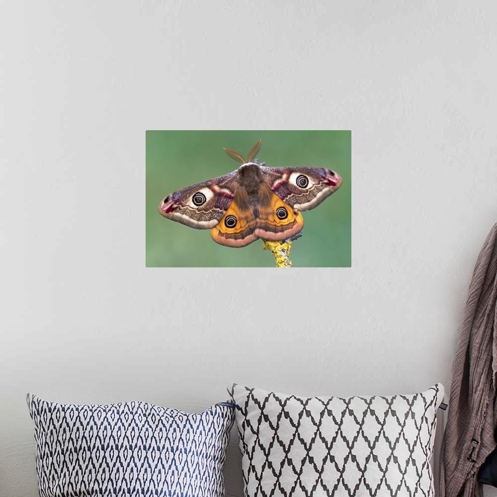A bohemian room featuring Emperor Moth (Pavonia pavonia), Switzerland
