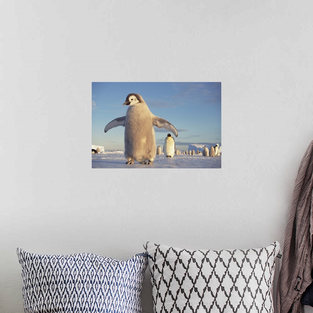 A bohemian room featuring Emperor Penguin (Aptenodytes forsteri) large chick on fast ice, midnight sun in austral spring, N...