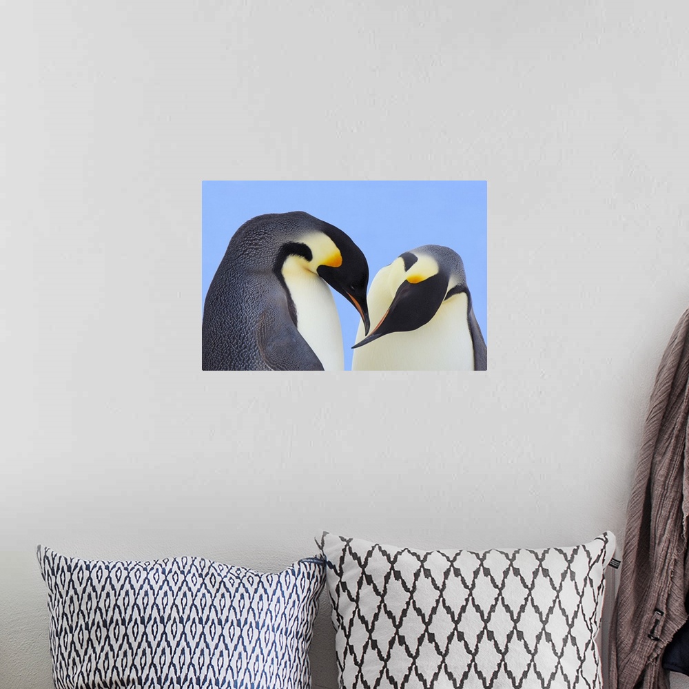 A bohemian room featuring Emperor Penguin (Aptenodytes forsteri) pair courting, Snow Hill Island, Antarctica