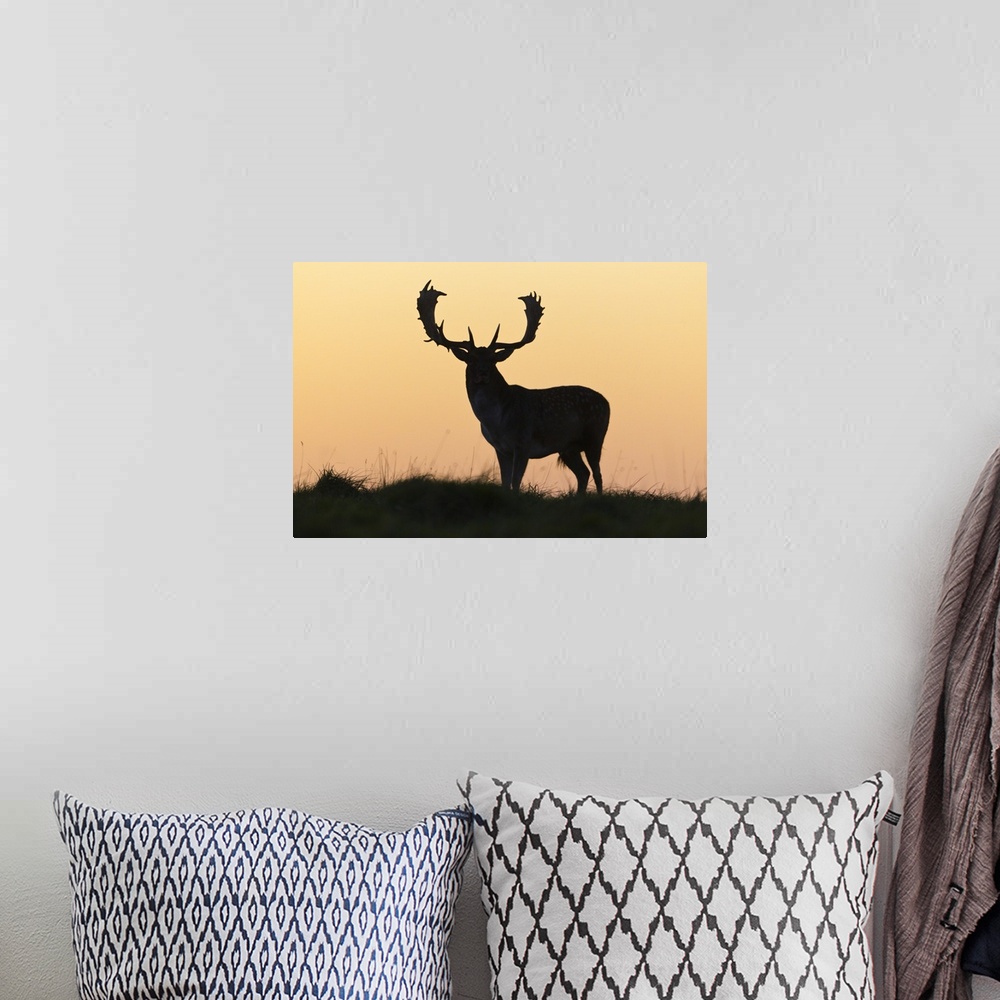 A bohemian room featuring Fallow Deer (Dama dama) silhouette of Buck against evening sky, during the rut in autumn, Denmark