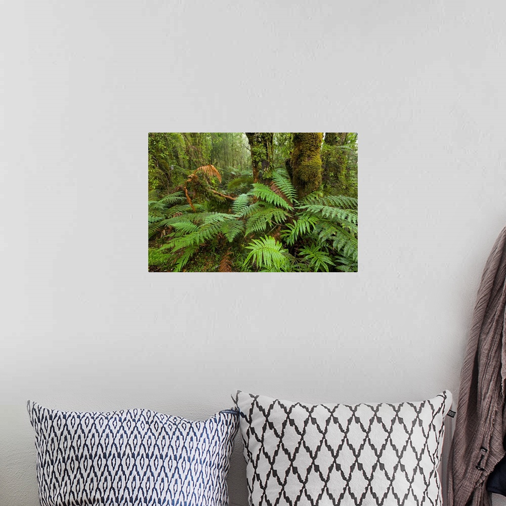 A bohemian room featuring Ferns in Rainforest Westland National Park