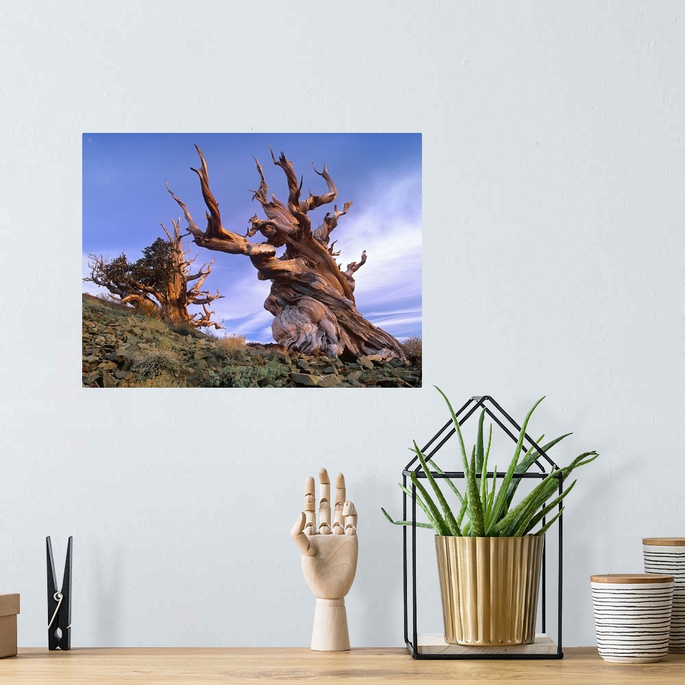 A bohemian room featuring Foxtail Pine (Pinus balfouriana) ancient trees at Schulman Grove, White Mountains, Inyo National ...