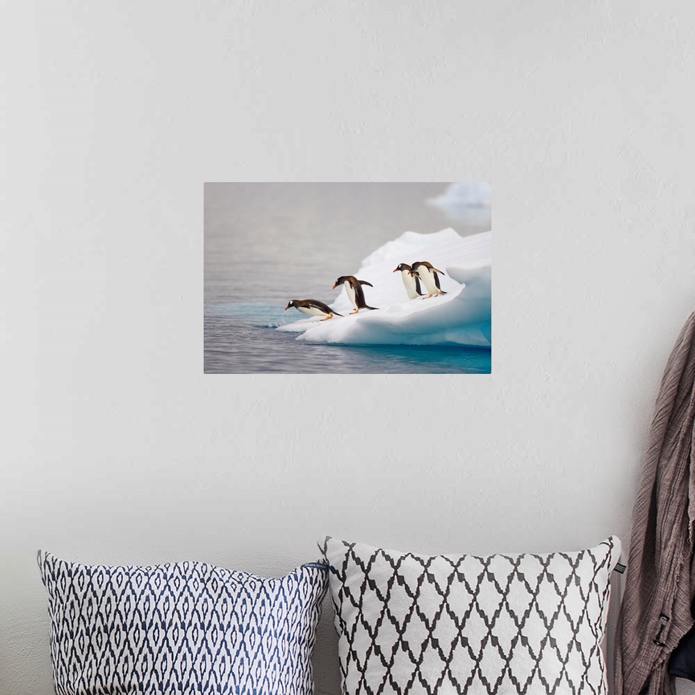 A bohemian room featuring Gentoo Penguin Diving From Iceberg