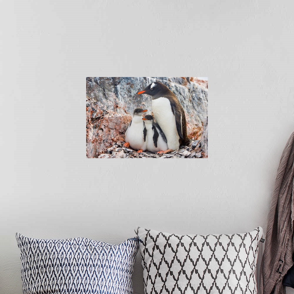 A bohemian room featuring Gentoo Penguin Family Booth Island Antarctica