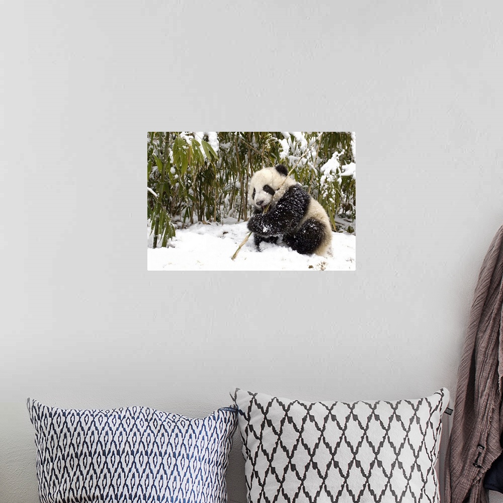 A bohemian room featuring Giant Panda (Ailuropoda melanoleuca) cub eating bamboo, Wolong Nature Reserve, China