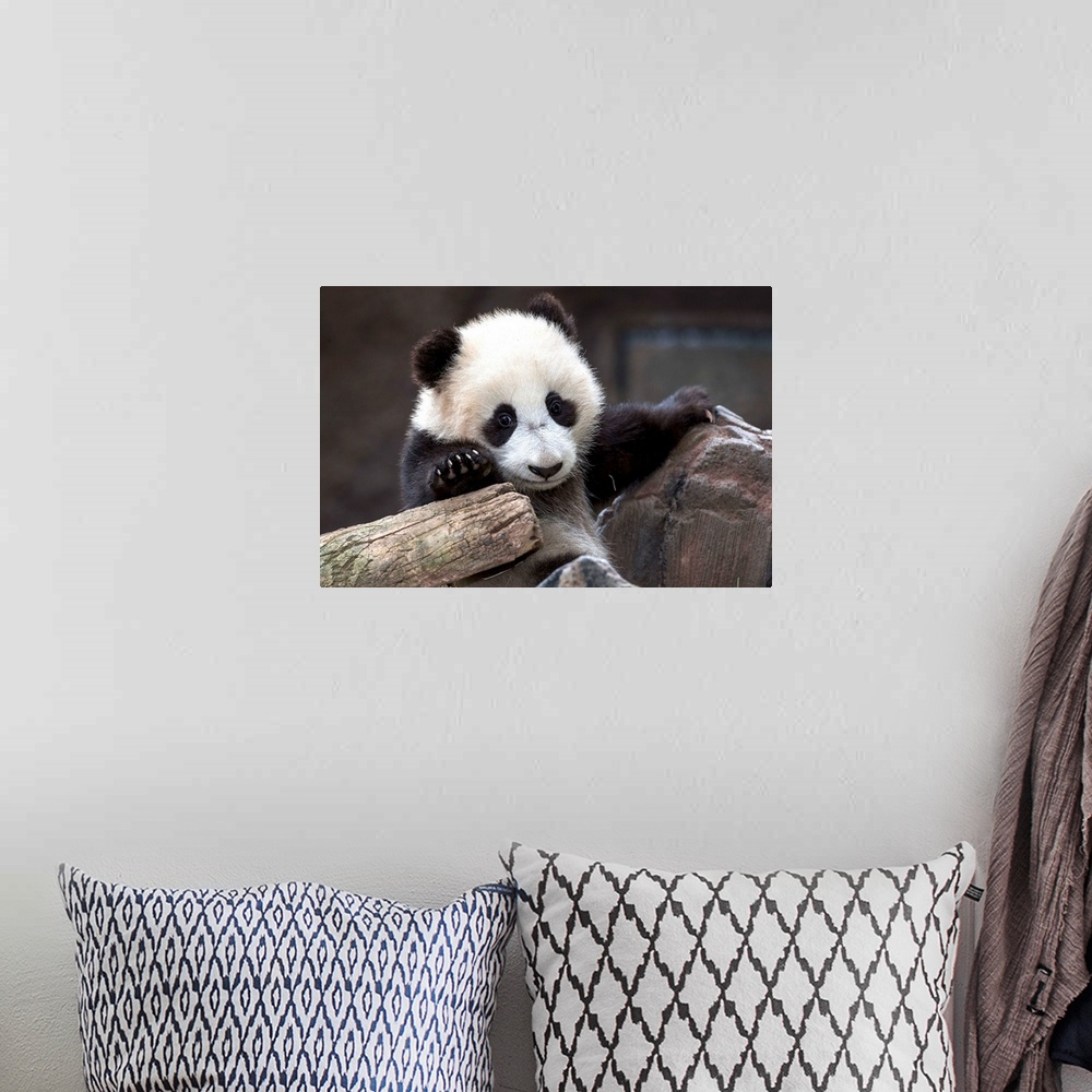 A bohemian room featuring Giant Panda cub, native to China