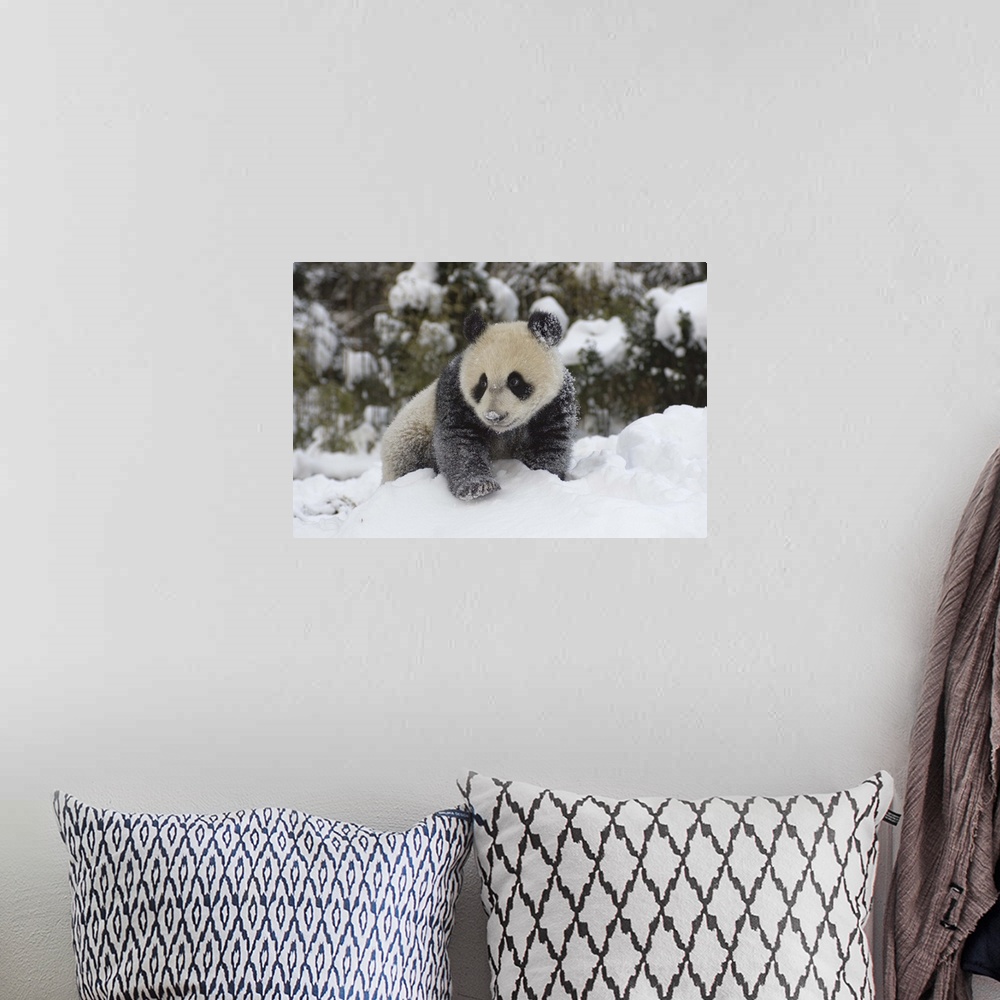 A bohemian room featuring Giant Panda cub playing in the snow, Wolong Nature Reserve, China