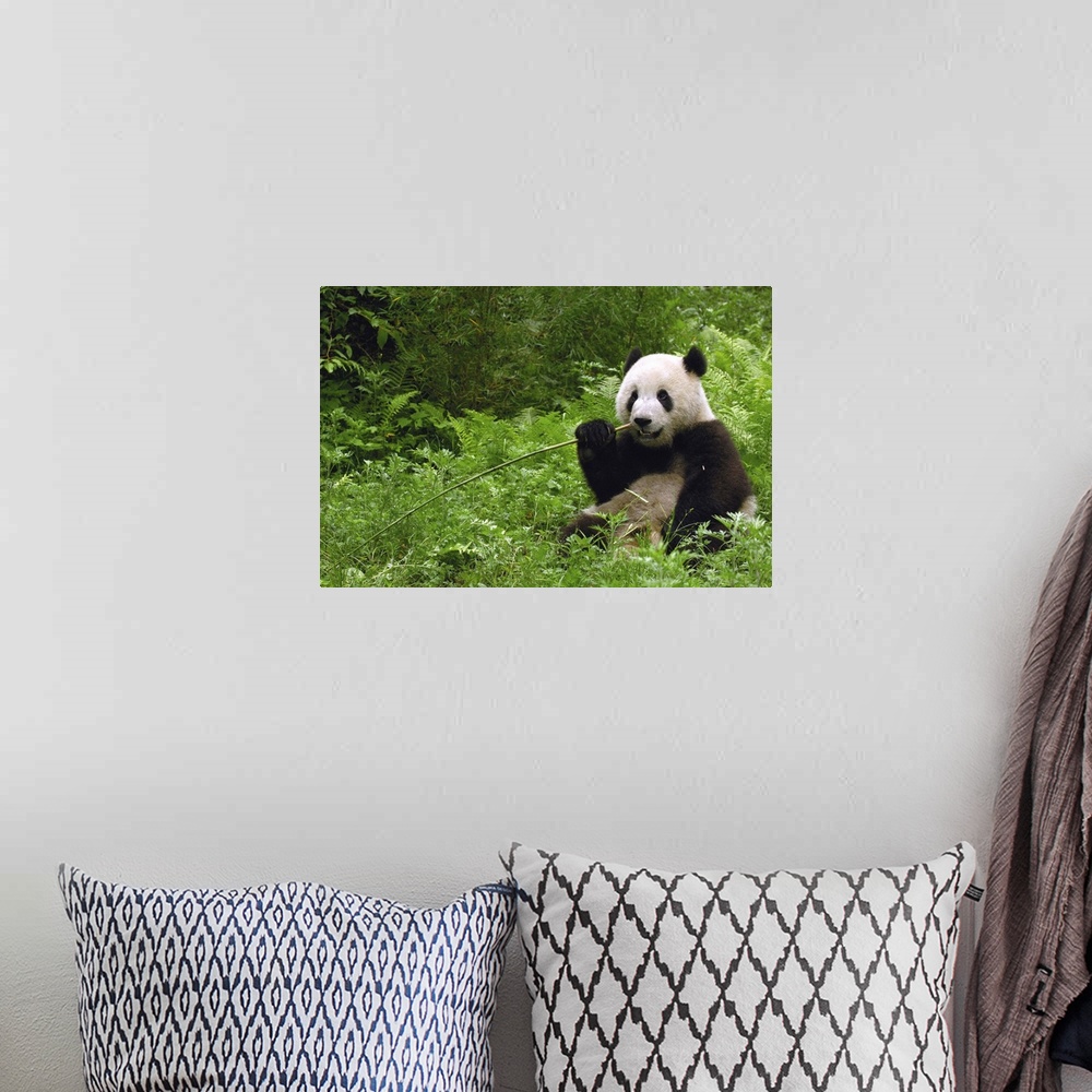 A bohemian room featuring Giant panda (Ailuropoda melanoleuca) in its environment Family: Ailuropodidae.Wolong China Conser...