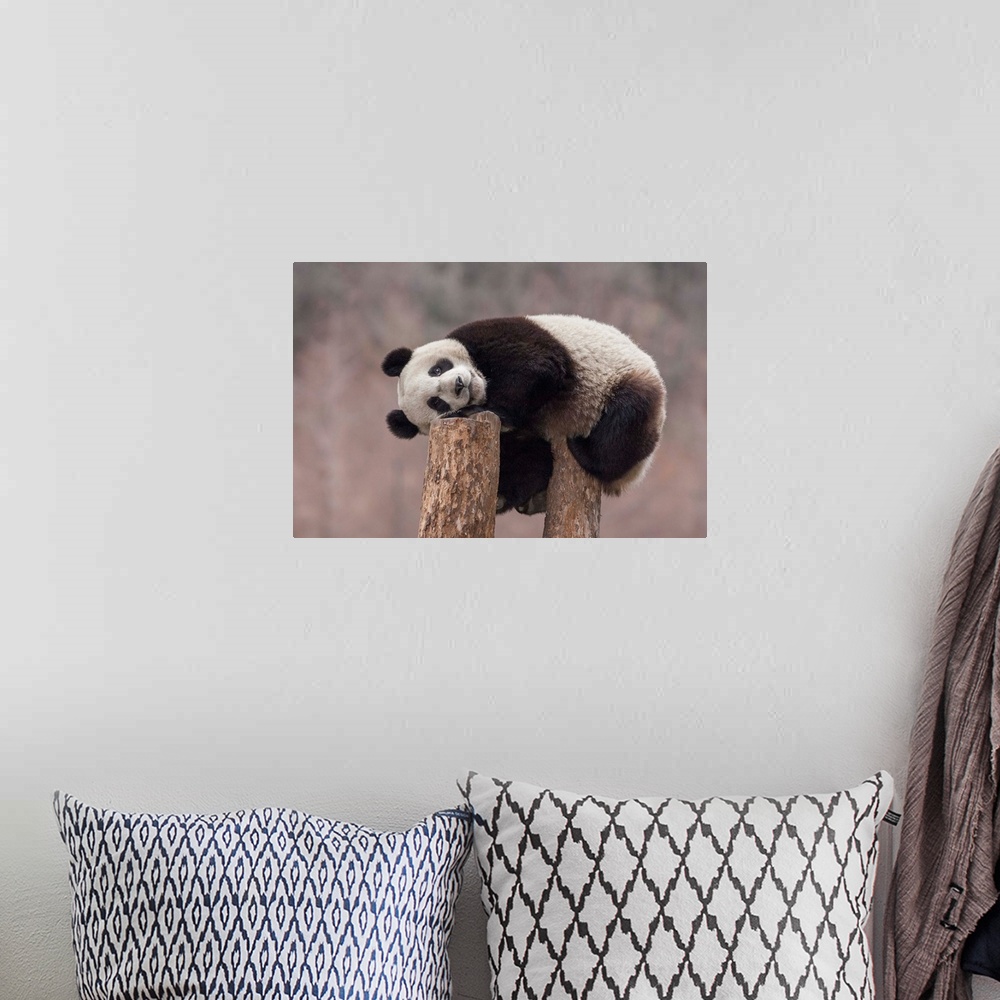 A bohemian room featuring Giant Panda (Ailuropoda melanoleuca) eighteen month cub on tree stump, Wolong National Nature Res...