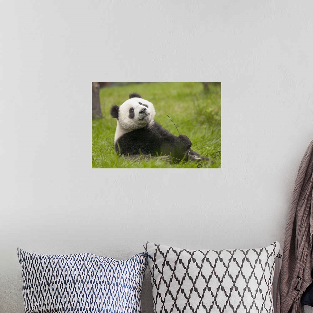 A bohemian room featuring Giant Panda (Ailuropoda melanoleuca) eleven month old cub, Wolong National Nature Reserve, Sichua...