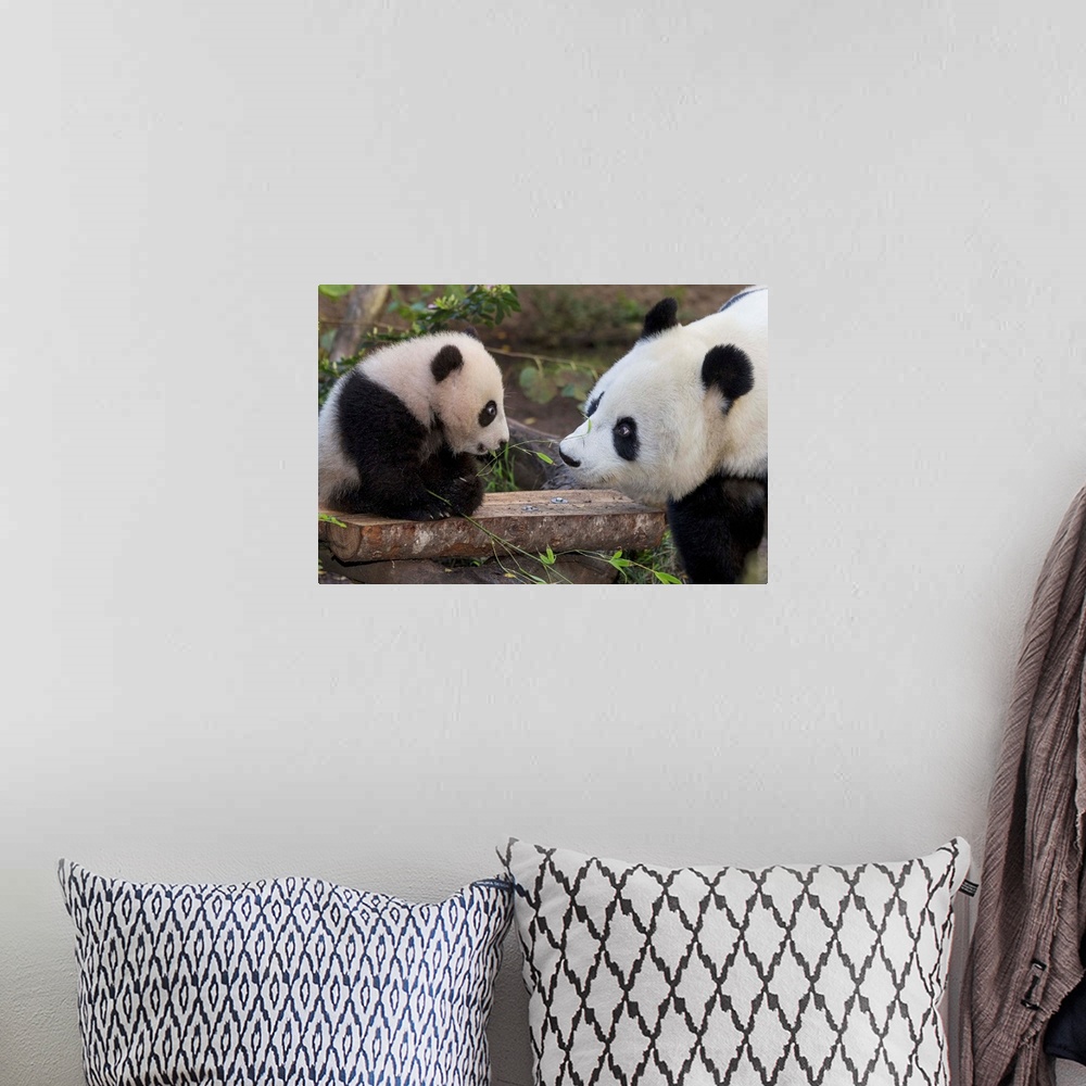 A bohemian room featuring Giant Panda mother with cub, native to China
