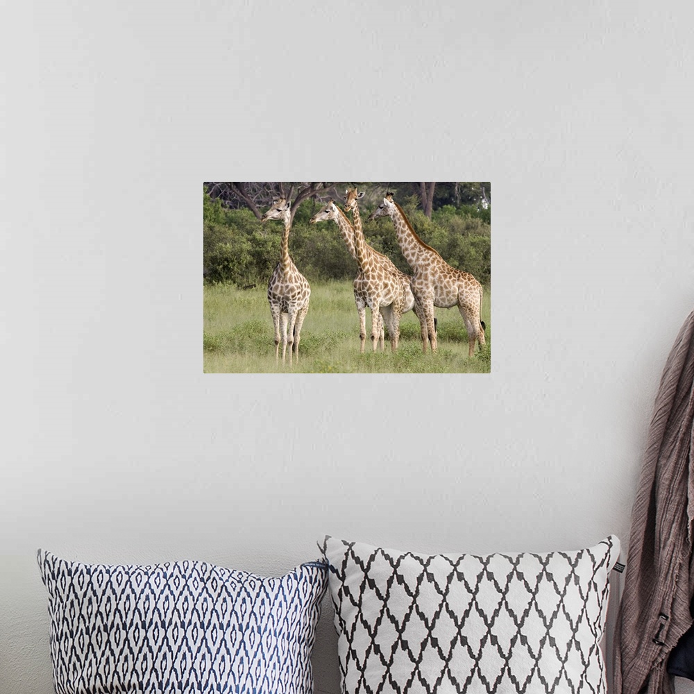 A bohemian room featuring Giraffe (Giraffa camelopardalis) group, Linyanti River, Botswana