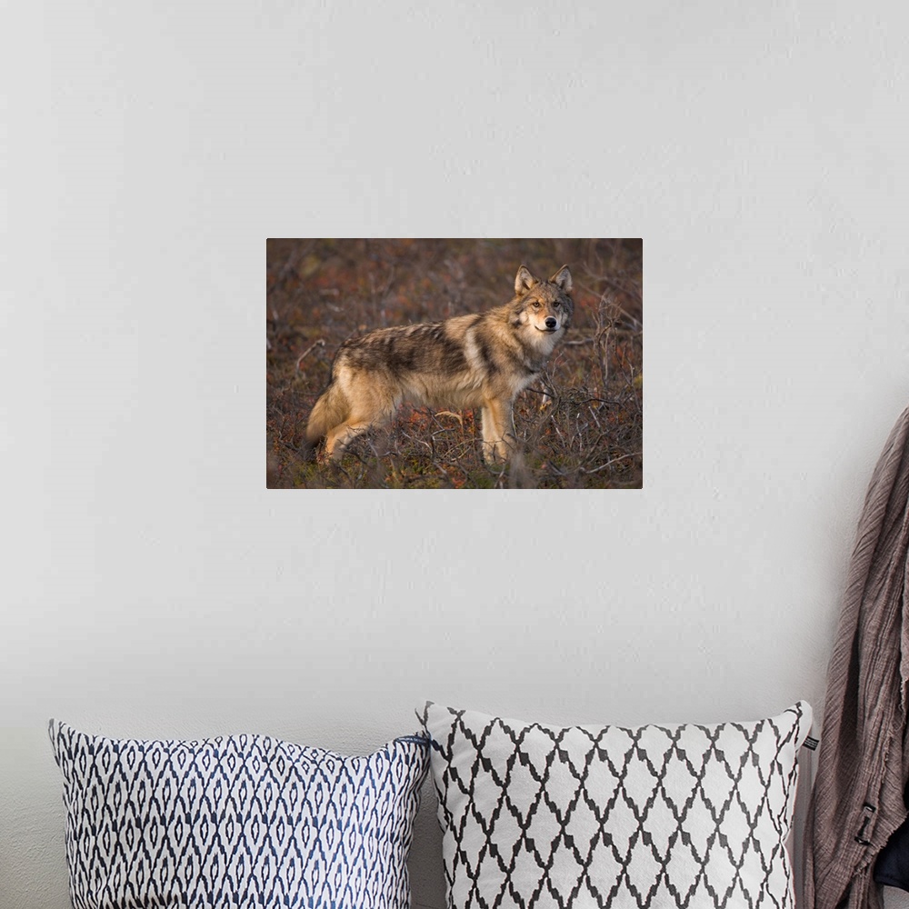 A bohemian room featuring Gray Wolf on Tundra Denali National Park