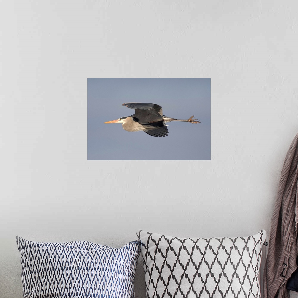 A bohemian room featuring great blue heron (Ardea herodias) Flight, Kensington Metro Park MI